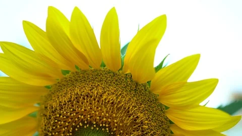 Sunflower close-up. Video stock 94729714