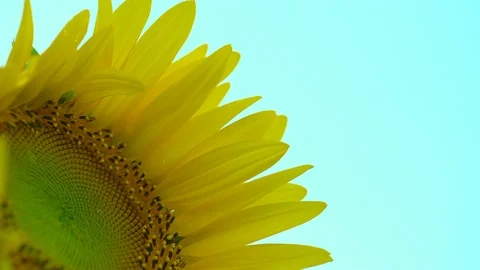 Sunflower close-up. Stock Footage 94729853