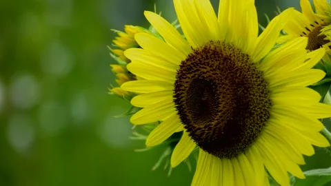 Sunflower (Close Up) 스톡 동영상 137254907