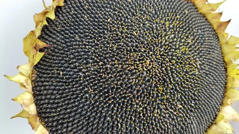 Sunflower close up. Stock Footage 205485793