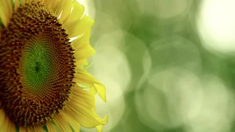 Sunflower Close Up With Insect Collecting Pollen Stock Footage 133178140