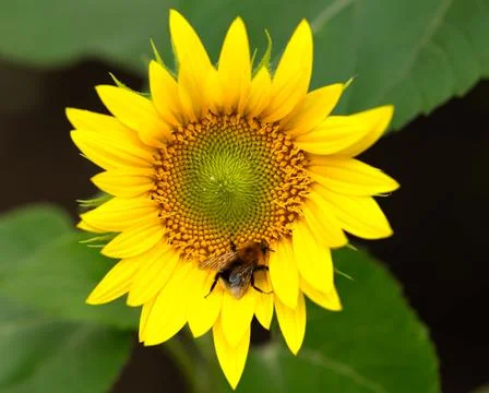 Sunflower close-up with insect on it 스톡 사진