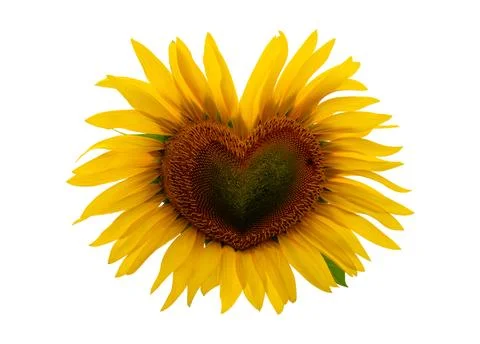 Sunflower close-up isolated on white background Stock Photos