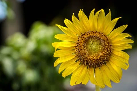 Sunflower close-up, natural background Foto stock