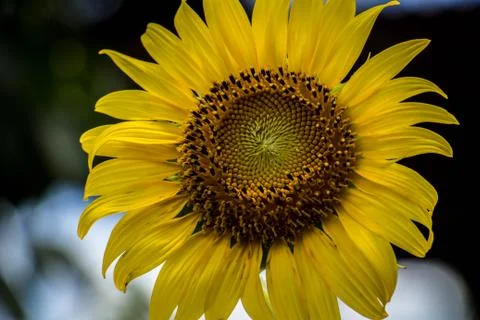 Sunflower close-up, natural background Stock-Fotos
