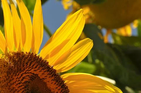 Sunflower close up Foto stock