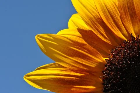 Sunflower close up Foto stock