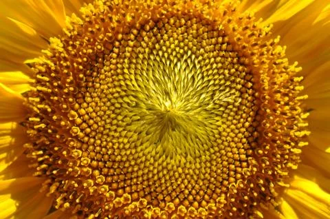 Sunflower close up Foto stock