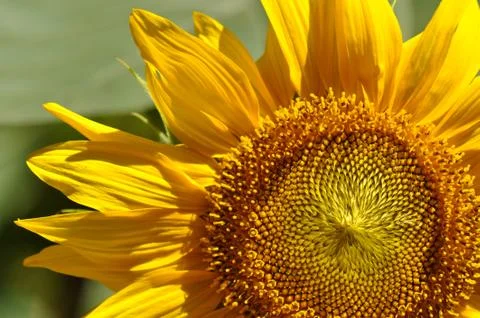 Sunflower close up Foto stock