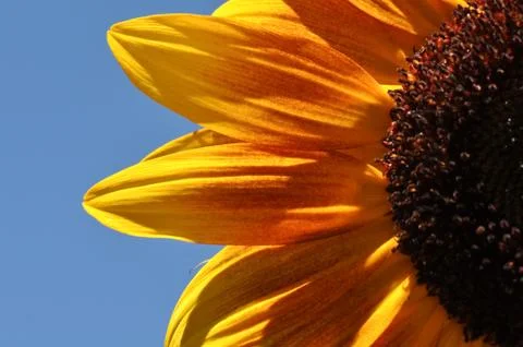 Sunflower close up Foto stock