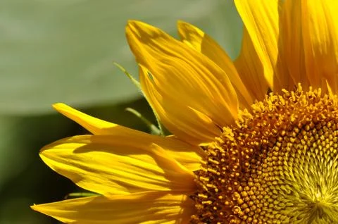 Sunflower close up Foto stock