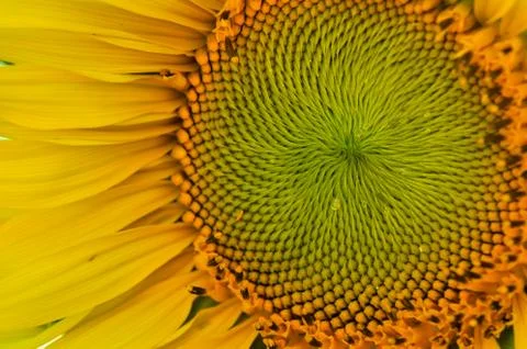 Sunflower close up Stock-Fotos