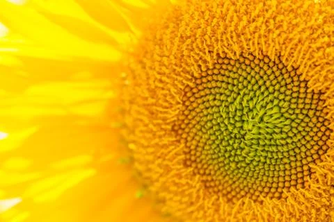 Sunflower close up Stock Photos