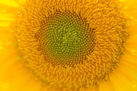 Sunflower close up Stock Photos