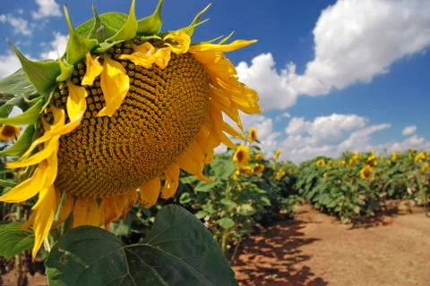 Sunflower close up Stock Photos