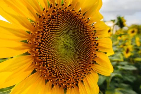 Sunflower close up Stock Photos