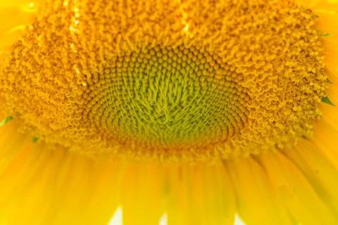 Sunflower close up Stock Photos