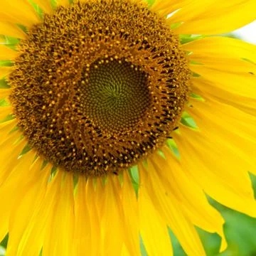 Sunflower close up Stock Photos