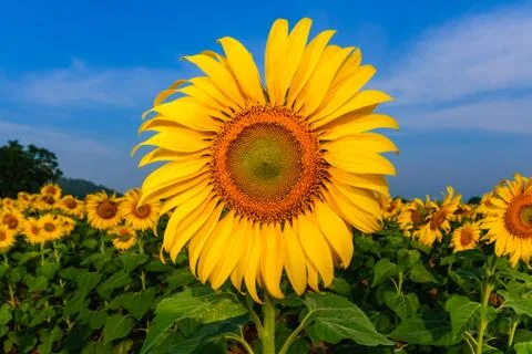 Sunflower close up Stock Photos