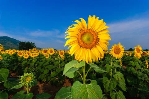 Sunflower close up Stock Photos