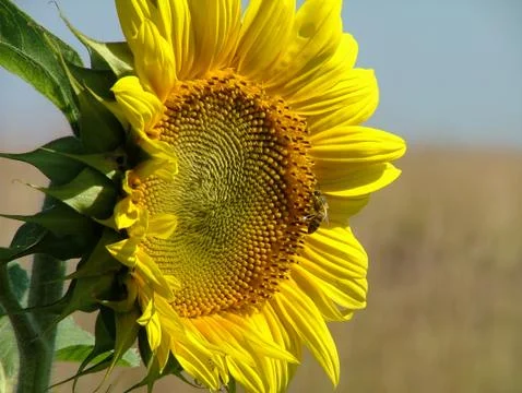 Sunflower close up Stock Photos