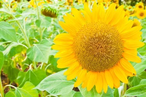 Sunflower close up Stock Photos