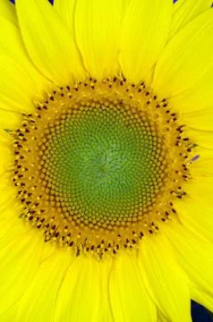 Sunflower Close-Up Stock Photos