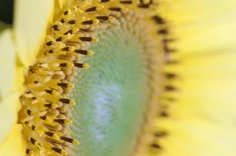 Sunflower Close-Up Foto stock