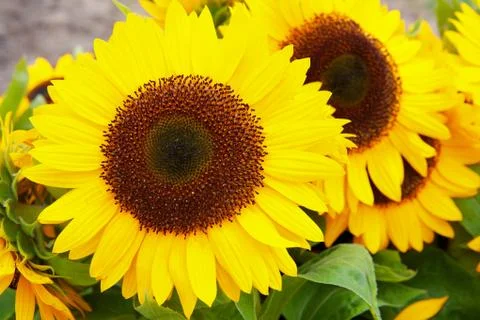 Sunflower close up Stock Photos