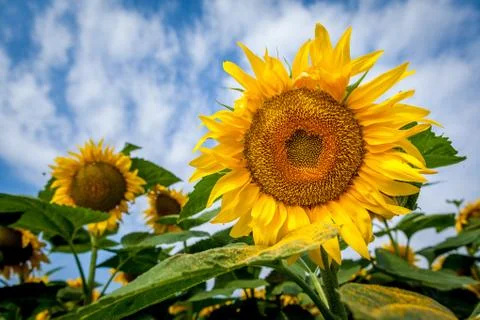 Sunflower close up Stock Photos