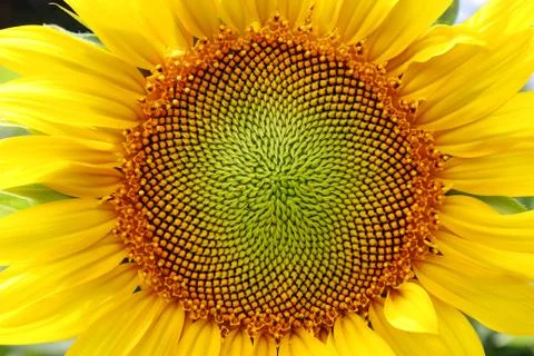 Sunflower close-up Stock-Fotos