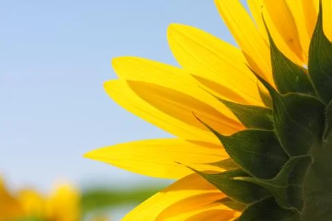 Sunflower close up Stock Photos