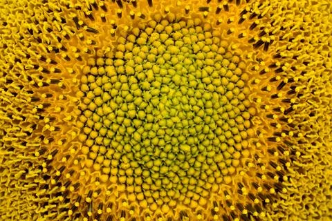 Sunflower close-up. Stock Photos