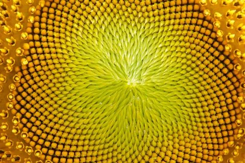 Sunflower close-up Stock Photos