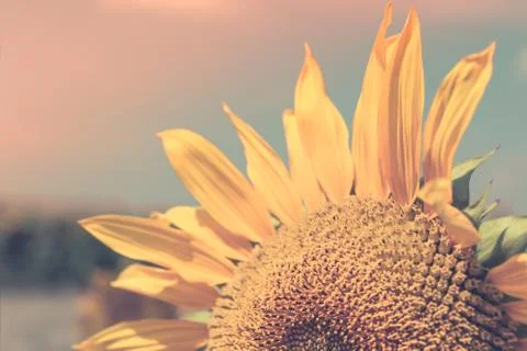 Sunflower Close up Stock Photos