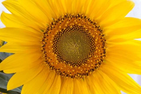 Sunflower close-up Stock Photos