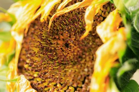 Sunflower close up Stock Photos