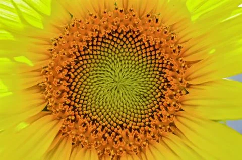 Sunflower close up Stock Photos