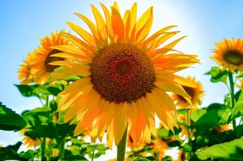 Sunflower close up Stock Photos