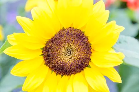 Sunflower close up Stock Photos
