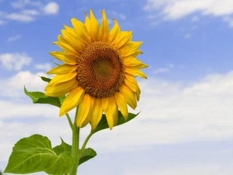 Sunflower close up Stock Photos