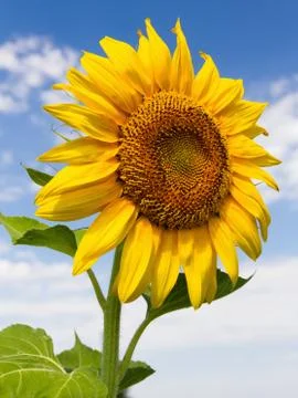 Sunflower close up Stock Photos
