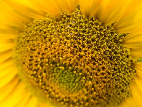 Sunflower close-up Stock Photos