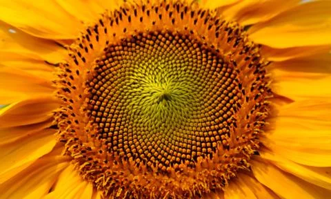 Sunflower Up Close 스톡 사진