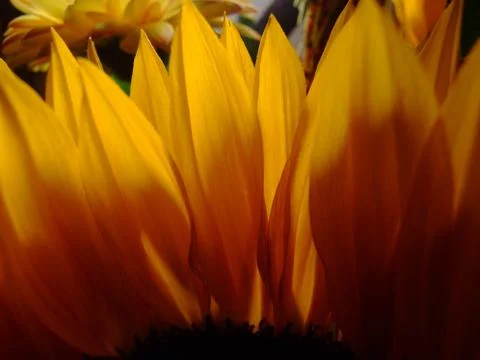 Sunflower close up Stock Photos