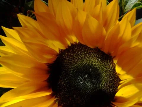 Sunflower close up Stock Photos