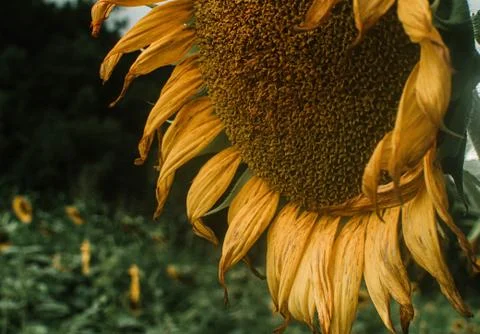 Sunflower close up Stock Photos