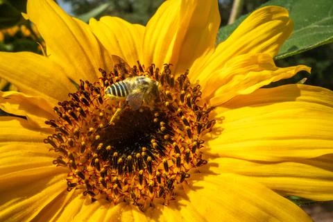 Sunflower close up Stock Photos
