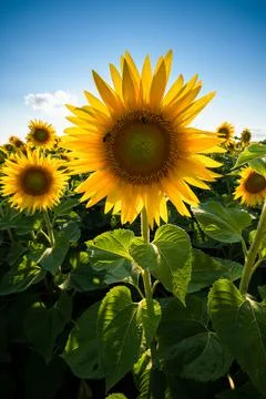 Sunflower close-up Stock Photos