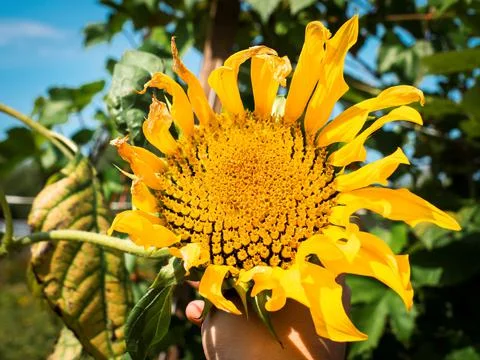 Sunflower close up Stock Photos